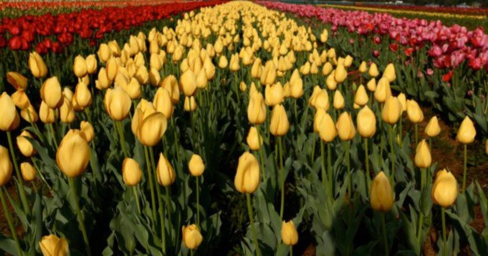 tulip garden kashmir 1