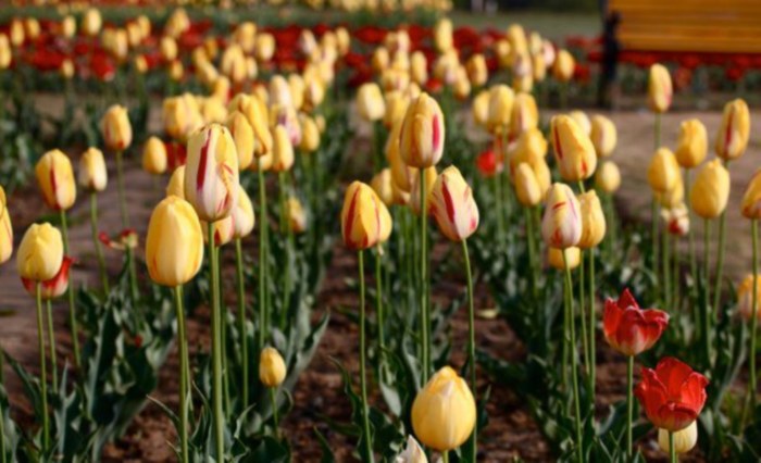 tulip garden kashmir 2